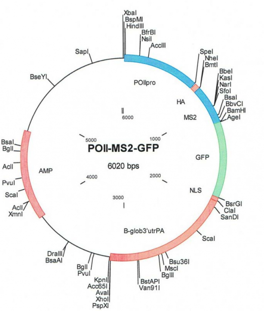 pMS2-GFP 载体图谱